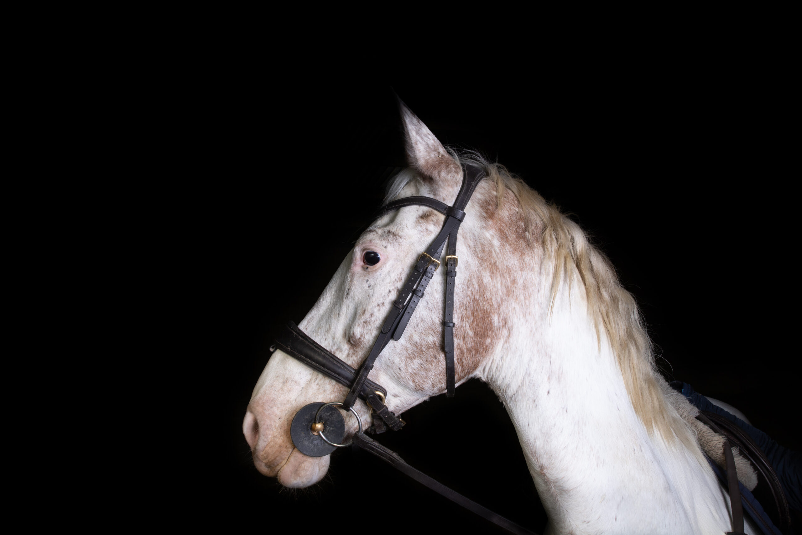 Chevaux