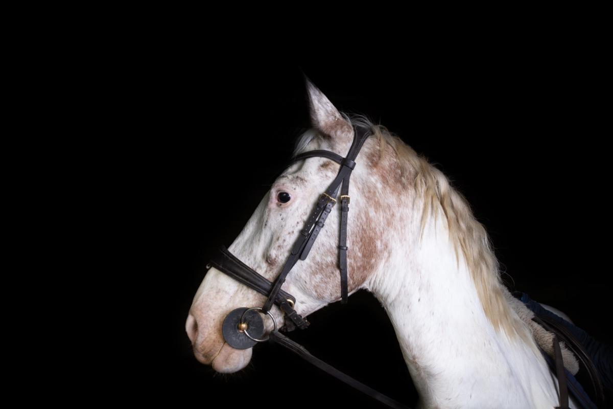Portrait de profil d’un cheval sur fond noir