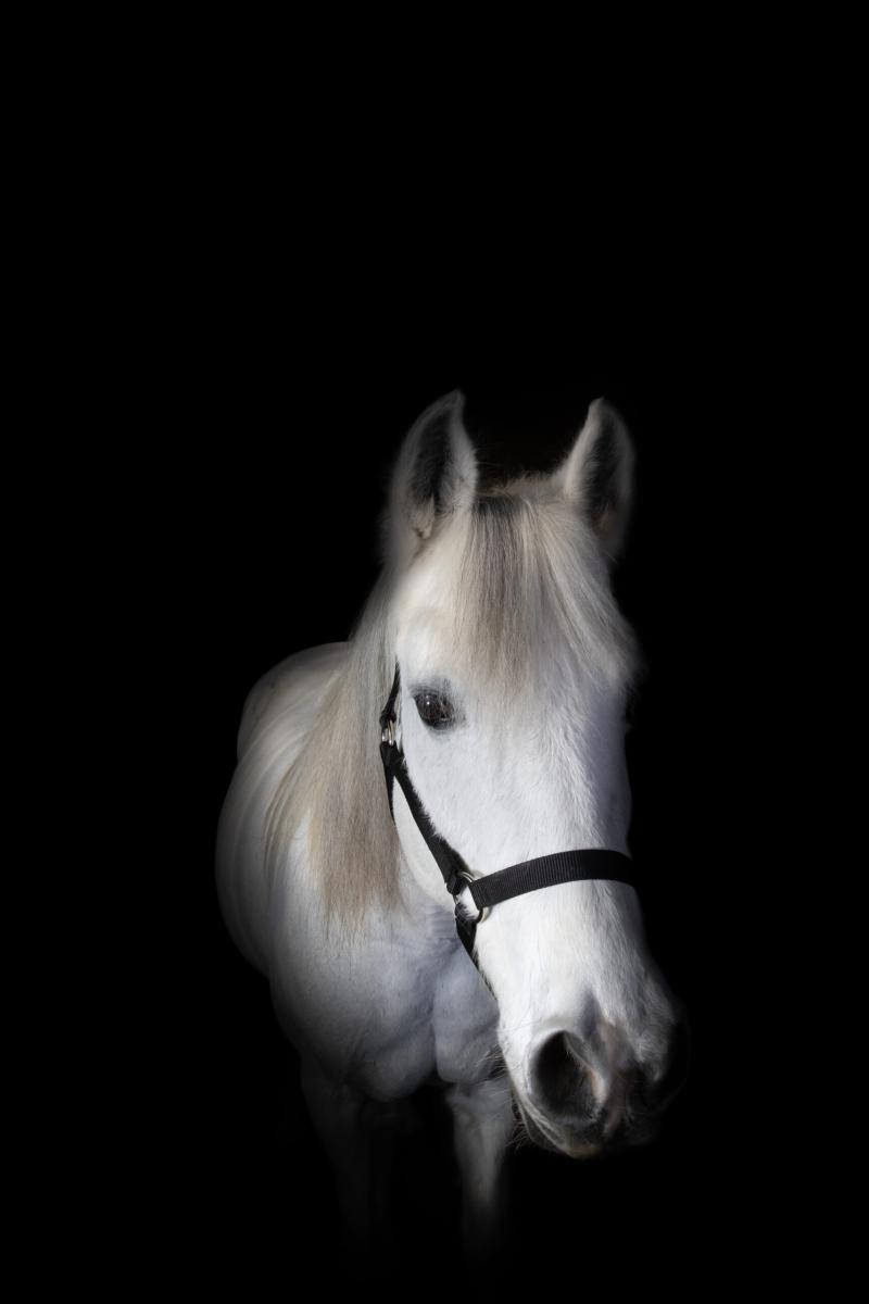 Regard et crinière claire d’un cheval sur fond noir
