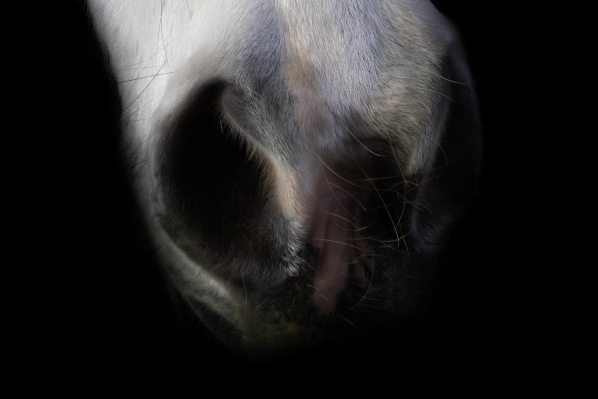 Détail du museau d’un cheval sur fond noir