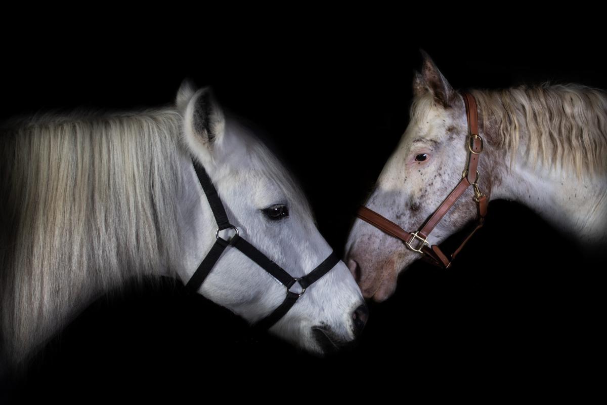 Rencontre de deux chevaux photographiés sur fond noir