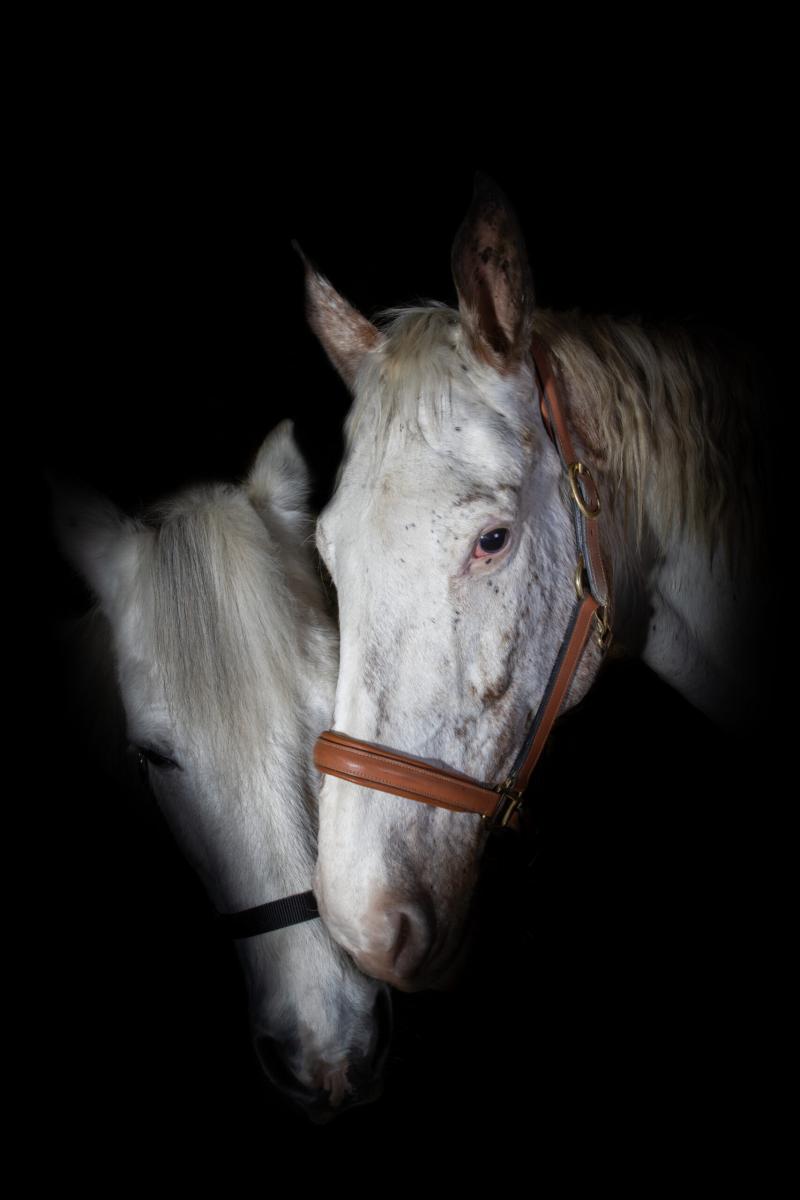 Portrait rapproché d’un cheval clair sur fond noir