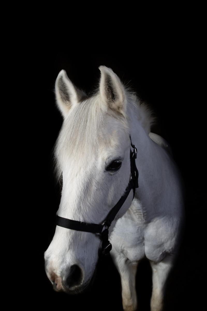 Gros plan sur le regard et la crinière d’un cheval
