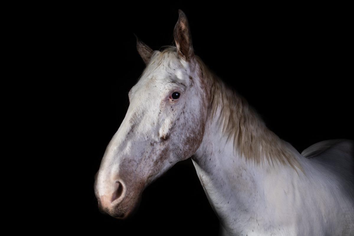 Tête et encolure d’un cheval clair sur fond noir